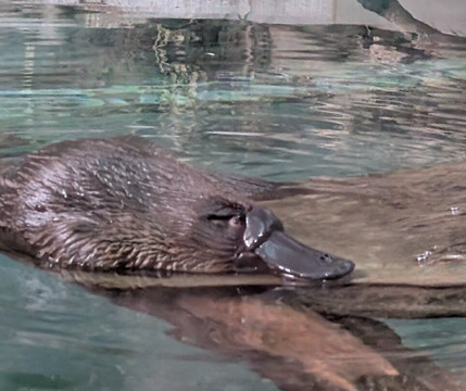 Platypus House-Beauty Point必去景点