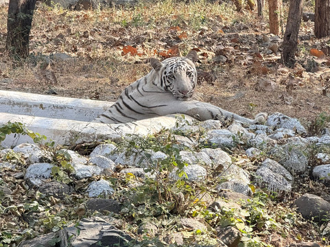 Sakkarbaug Zoological Gardens-居那加德必去景点