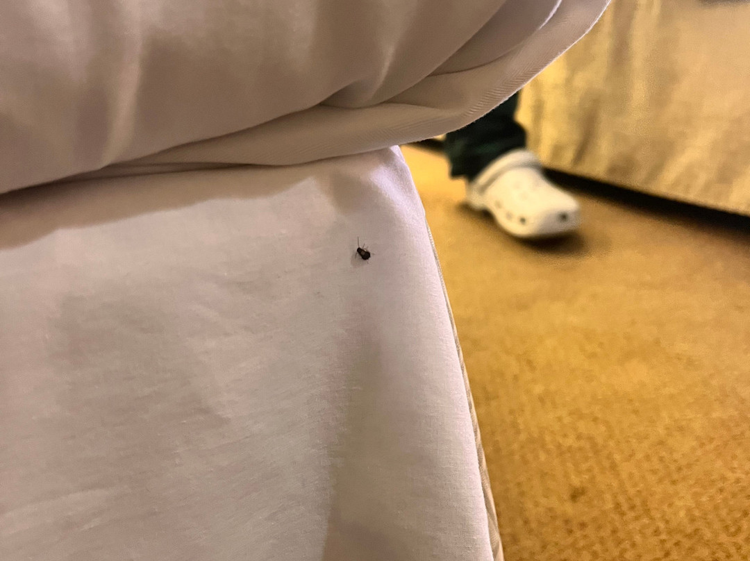 布鲁斯顿米尔斯黑兹尔顿麦客达温德姆酒店主图