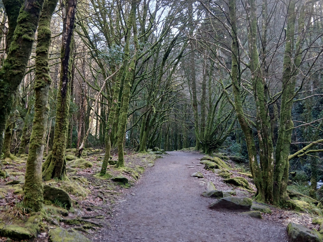 Torc Mountain Walk-基拉尼必去景点