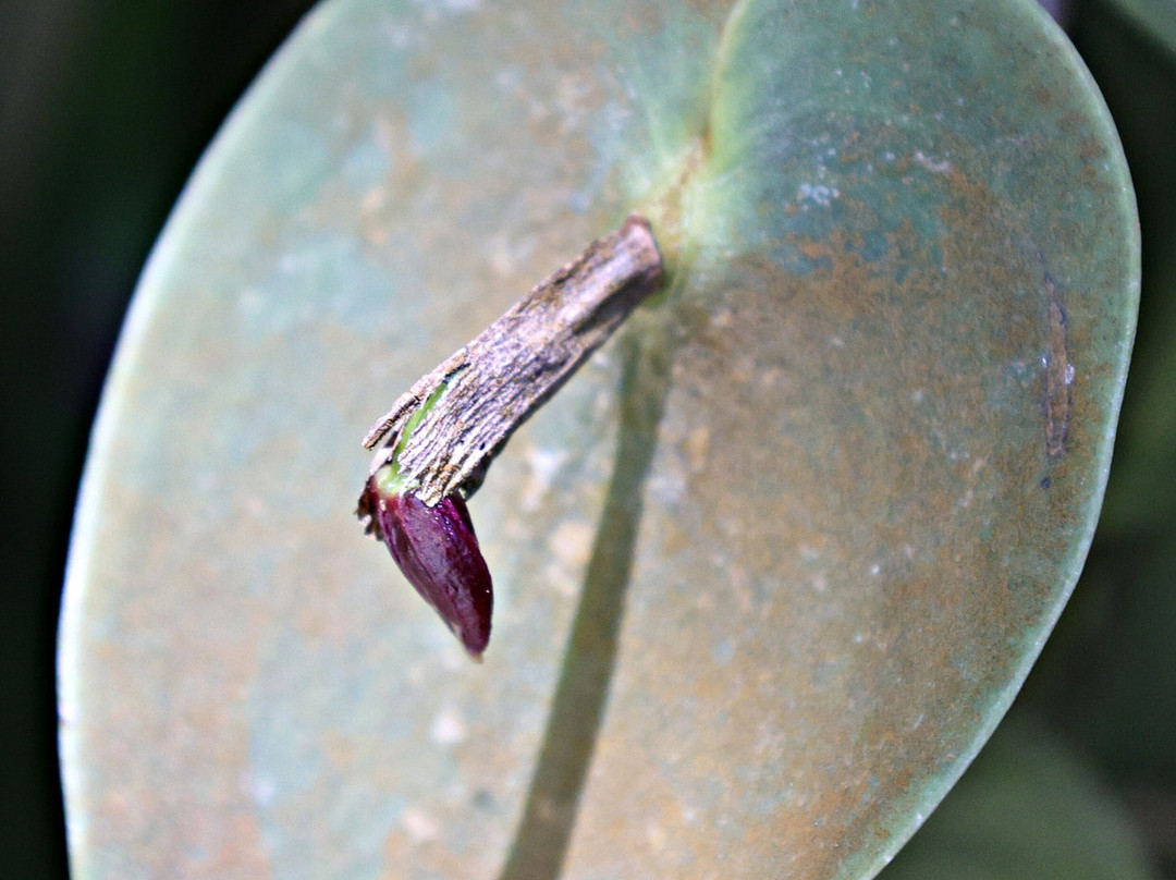 Monteverde Orchid Garden-圣埃伦娜必去景点