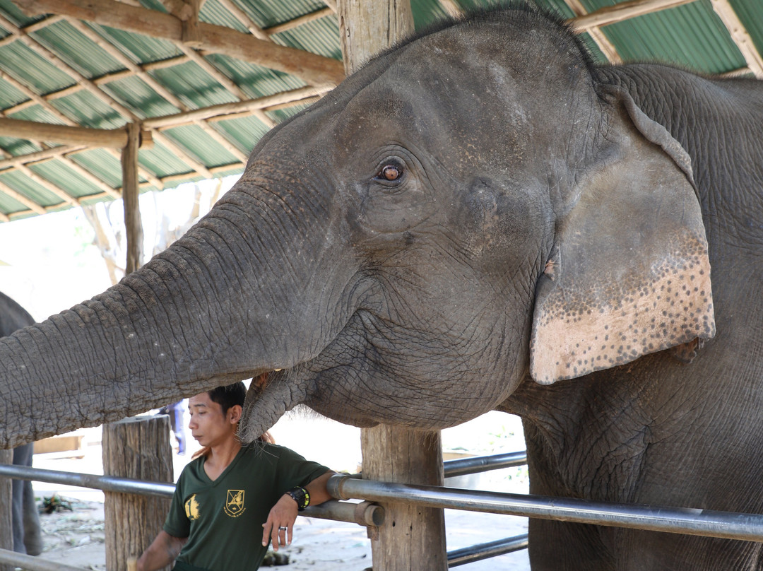 Taweechai Elephant Camp-北碧必去景点