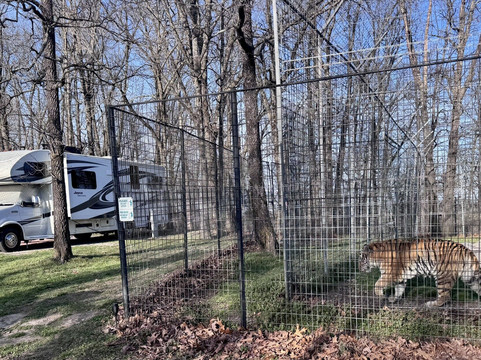 Turpentine Creek Wildlife Refuge-尤里卡斯普林斯必去景点