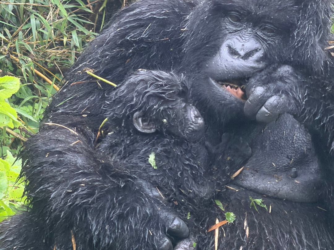 Gorilla Trek Africa-吉佳利必去景点