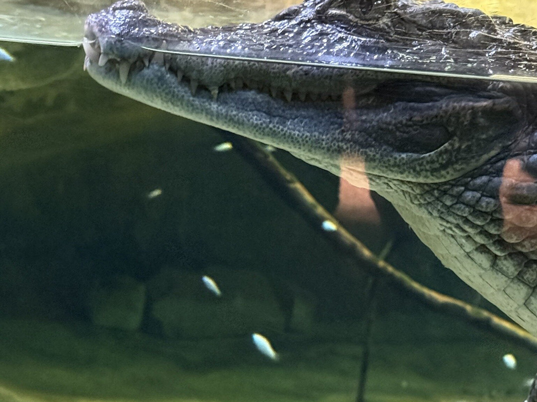 Stratford Butterfly Farm-埃文河畔斯特拉特福必去景点