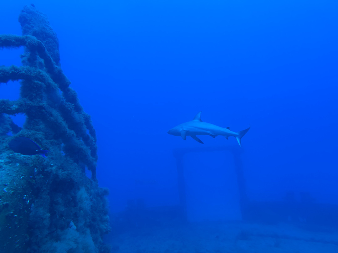 Calypso Dive Charters-Riviera Beach必去景点