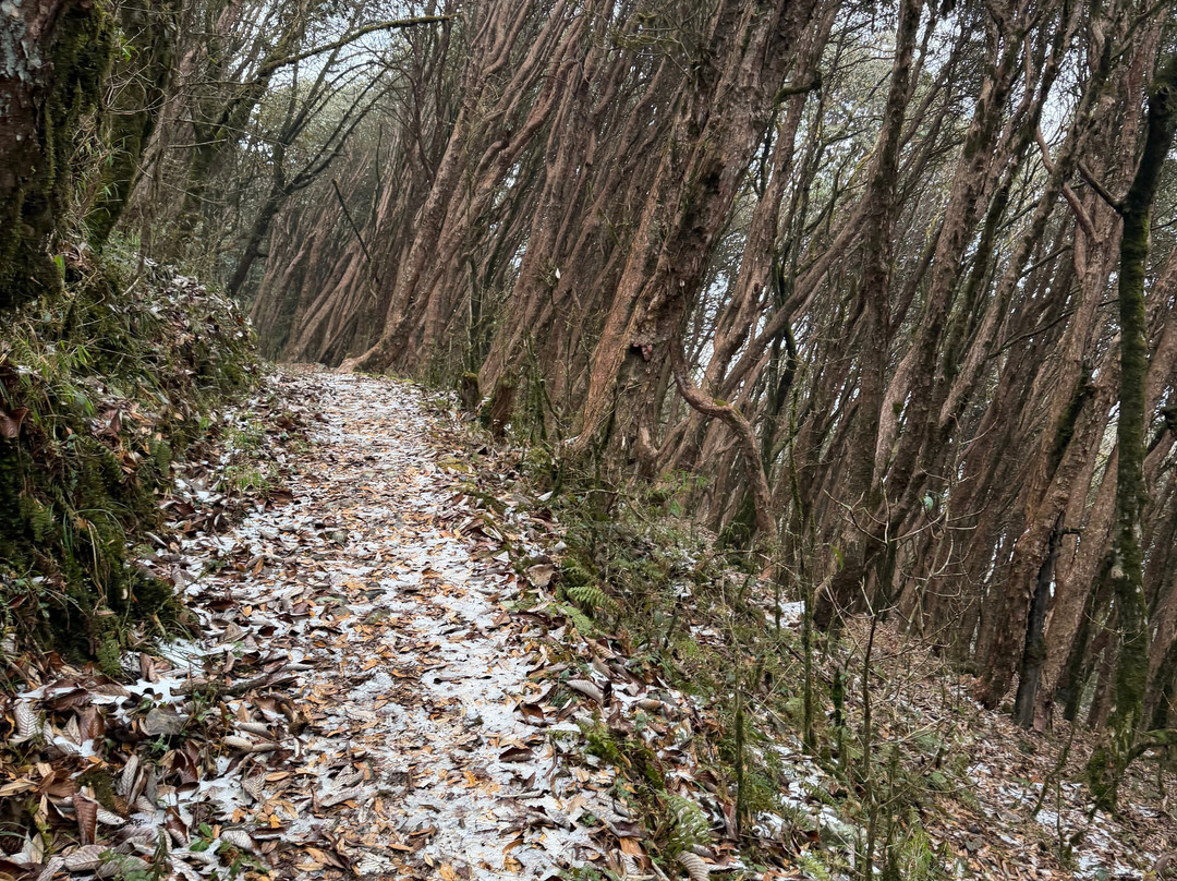 Aamees Alpine Adventure-大吉岭必去景点