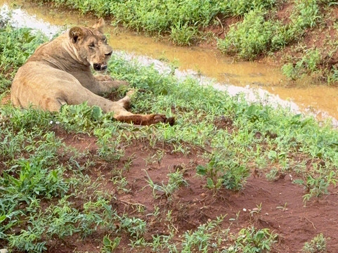 Watamu Diego Safari Day Tours-瓦塔木必去景点