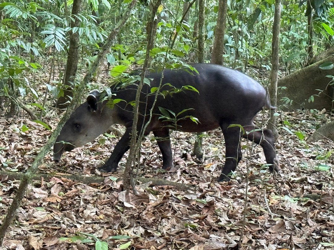 Surcos Tours-希门尼斯港必去景点
