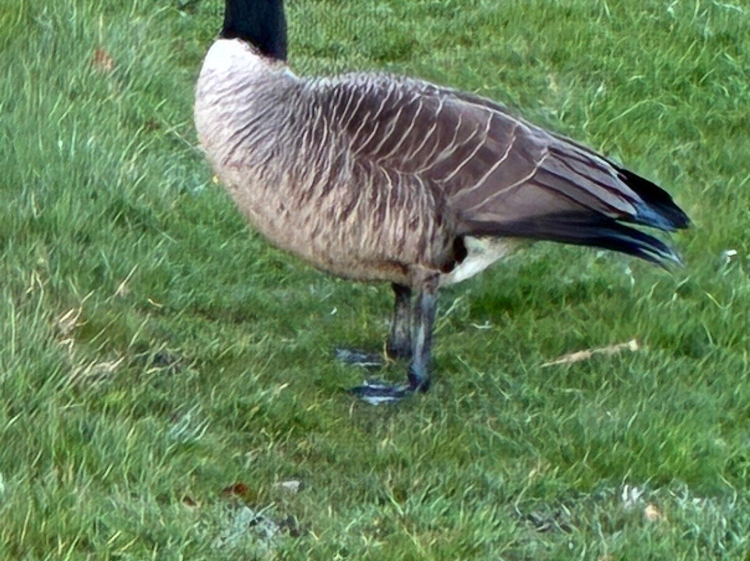 Brouwerskolkpark-Overveen必去景点