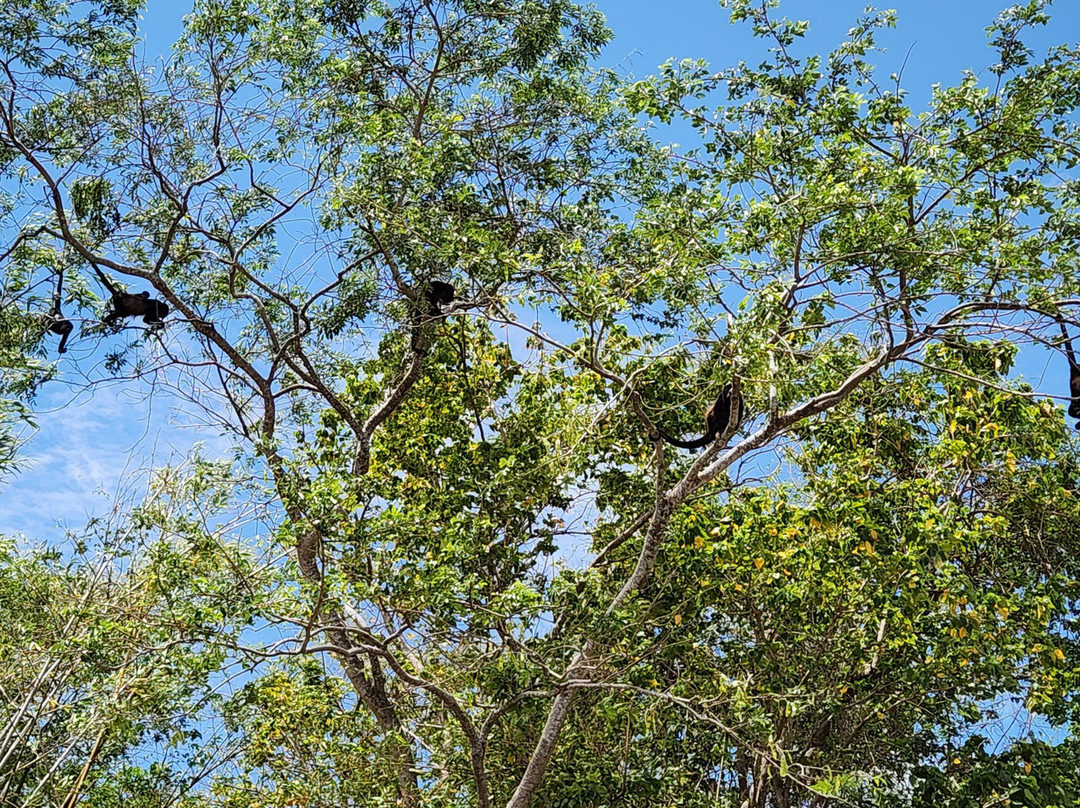 Tempisque Ecotours-Puerto Humo必去景点