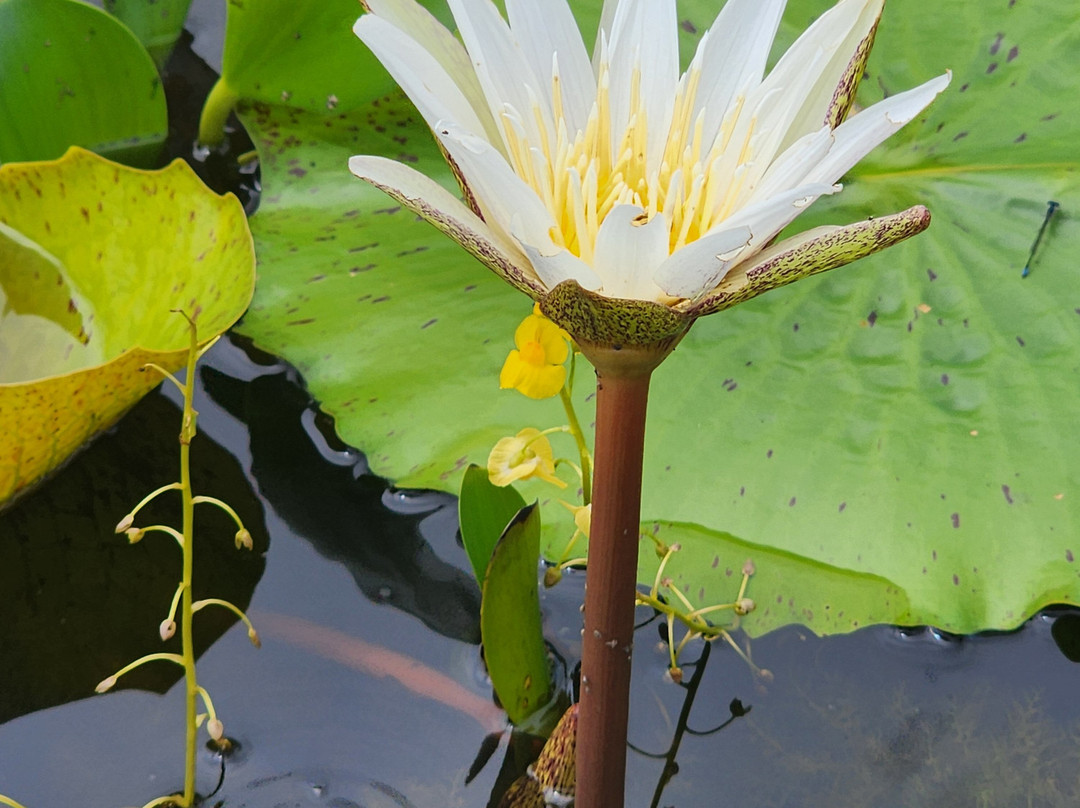 Fazenda Marimbus-迪亚曼蒂那国家公园必去景点