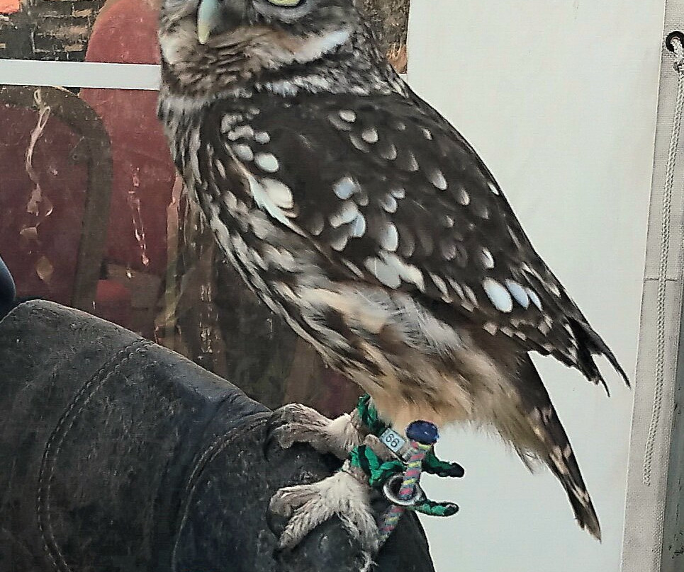 Wren's Birds Of Prey-Wotton-under-Edge必去景点