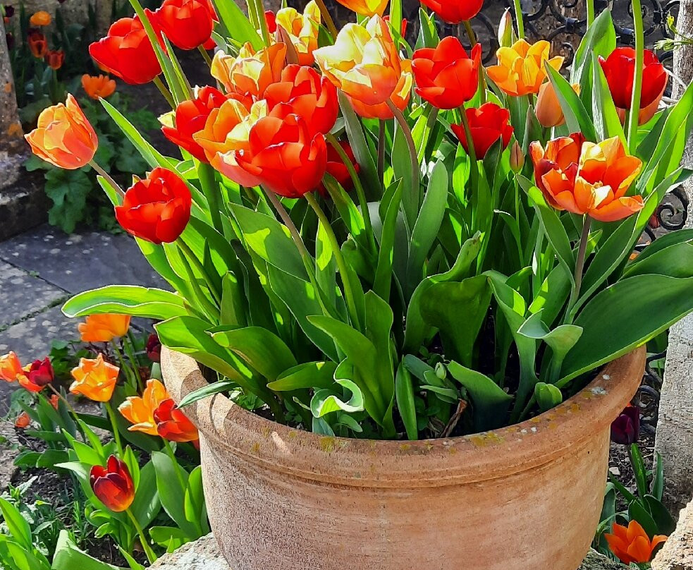 Iford Manor: The Peto Garden-埃文河畔布德拉夫必去景点