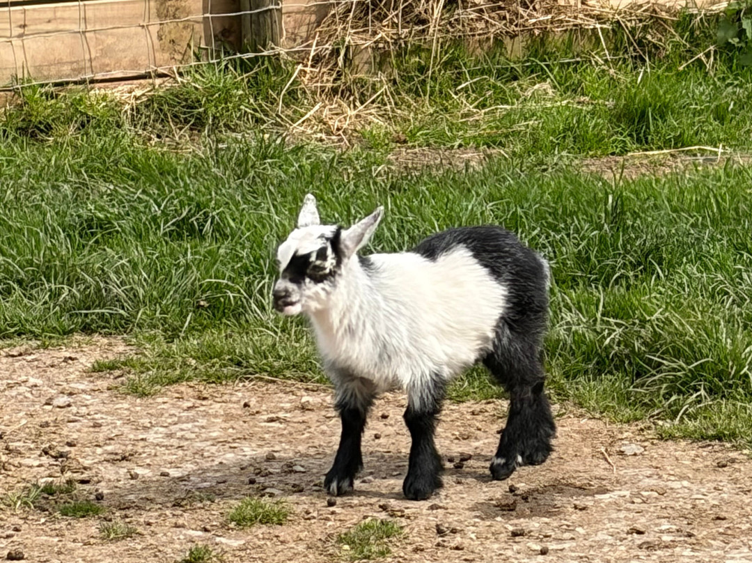 Woolley Animals Farm Park-Winkleigh必去景点
