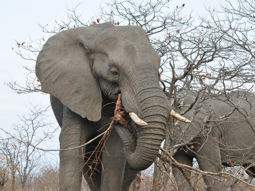 Safari4Africa-约翰内斯堡必去景点