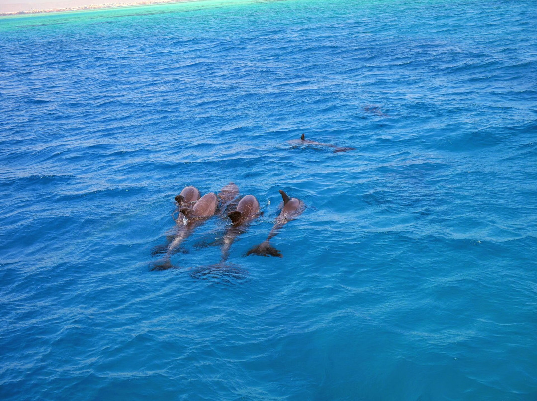 Zakharious Tours-赫尔格达必去景点