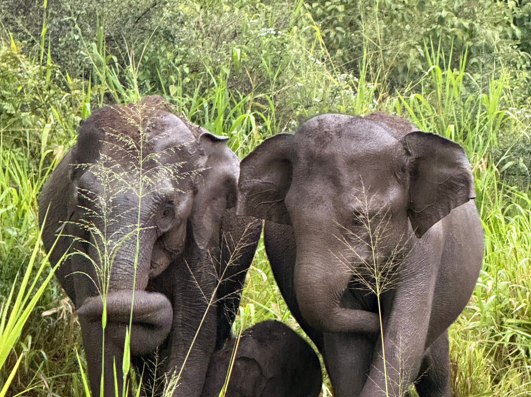 Bhathiya Tours-加勒必去景点
