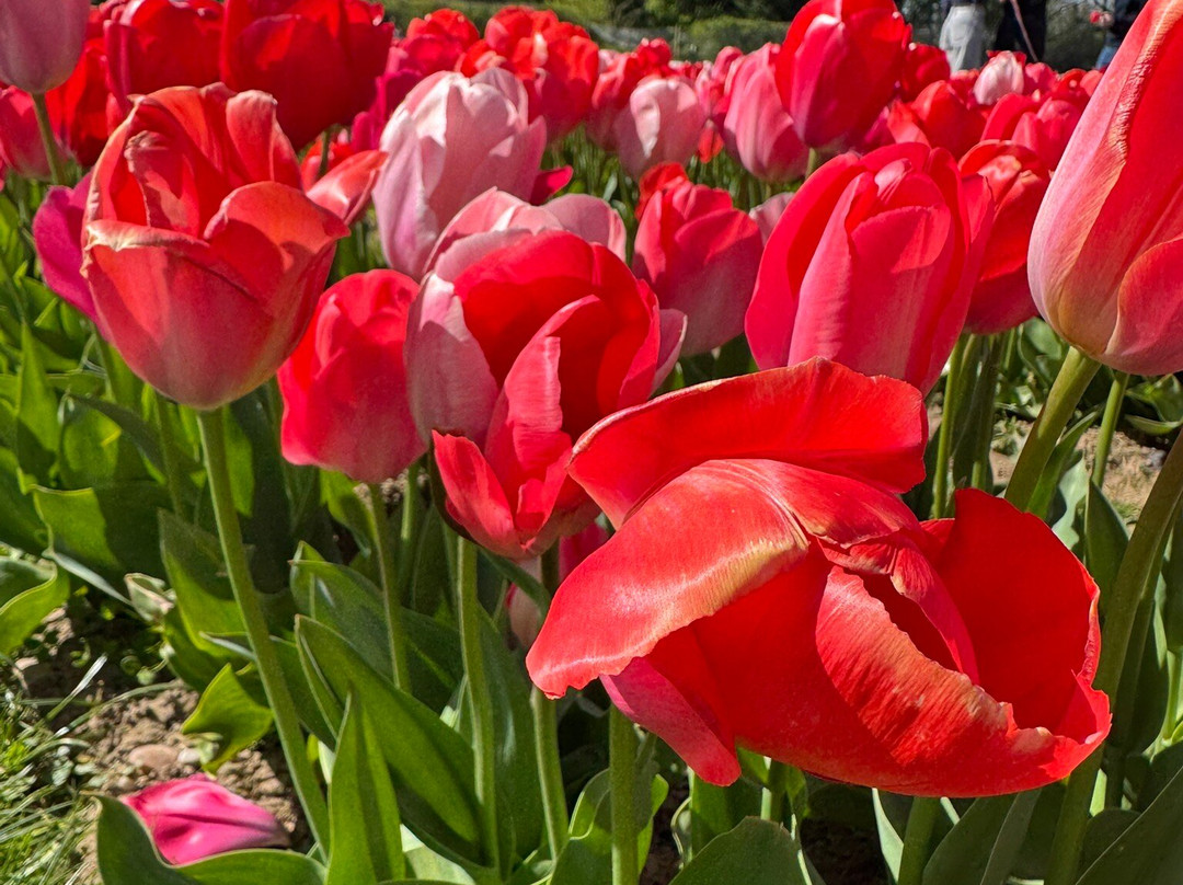 Tulleys Tulip Garden - Warwickshire-沃里克必去景点