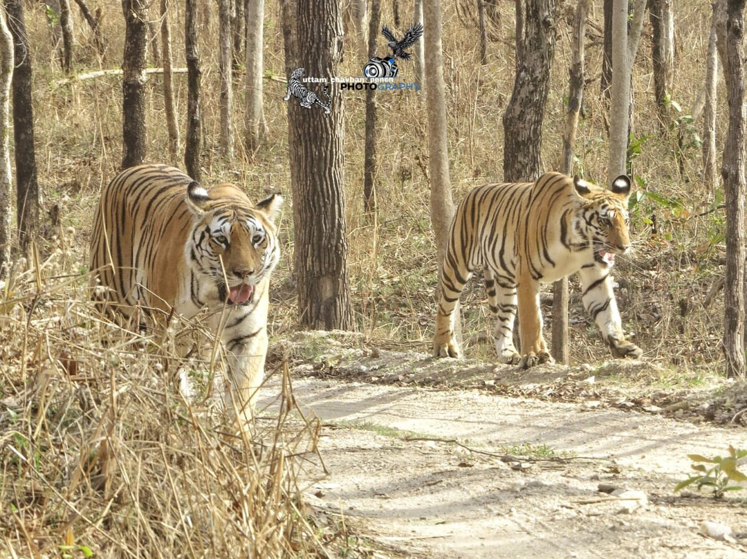 扎斯图彭奇主图