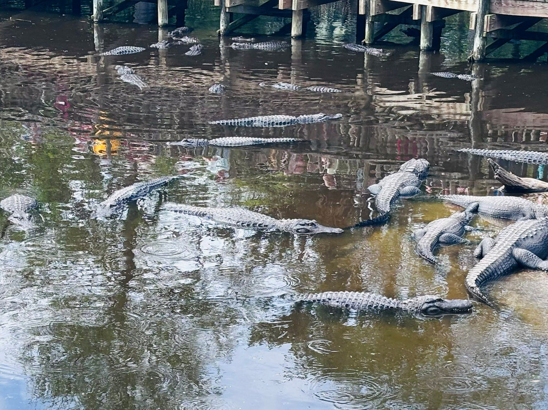 St. Augustine Alligator Farm Zoological Park-圣奥古斯丁必去景点