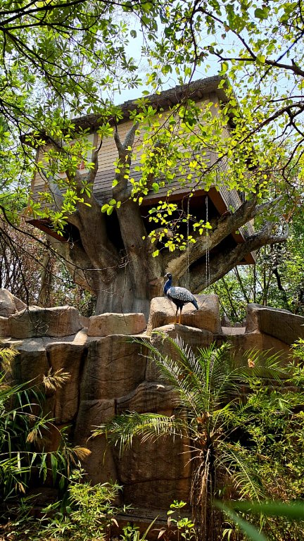 扎斯图彭奇-旅行者