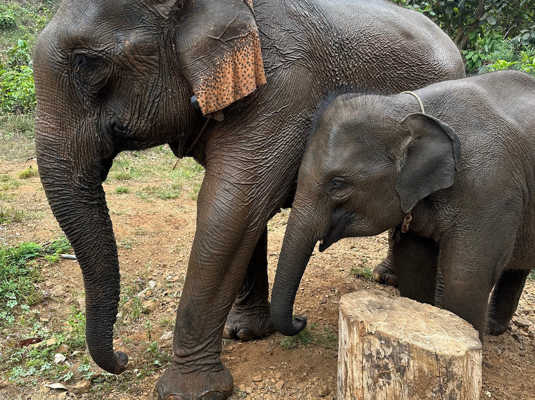 Airavata Elephant Foundation-邦隆必去景点