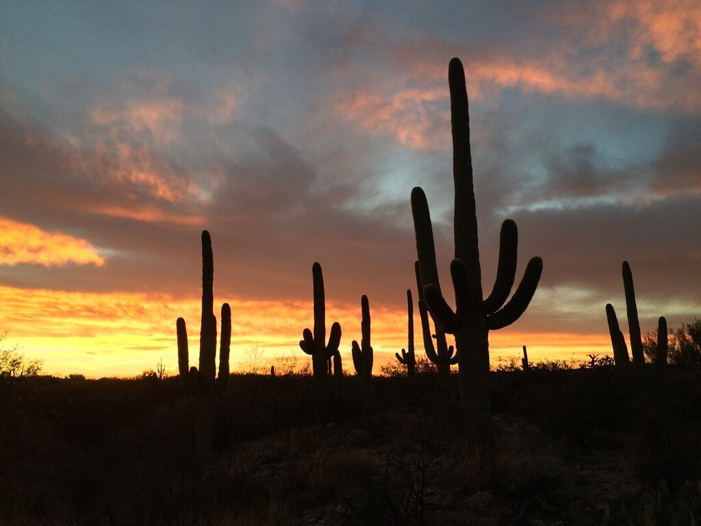 Cactus Forest Drive-图森必去景点