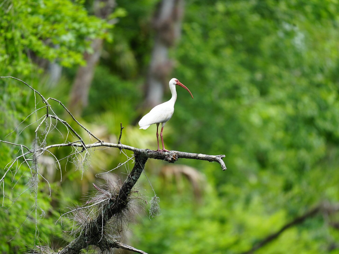 Airboat and Gator Charters-De Leon Springs必去景点