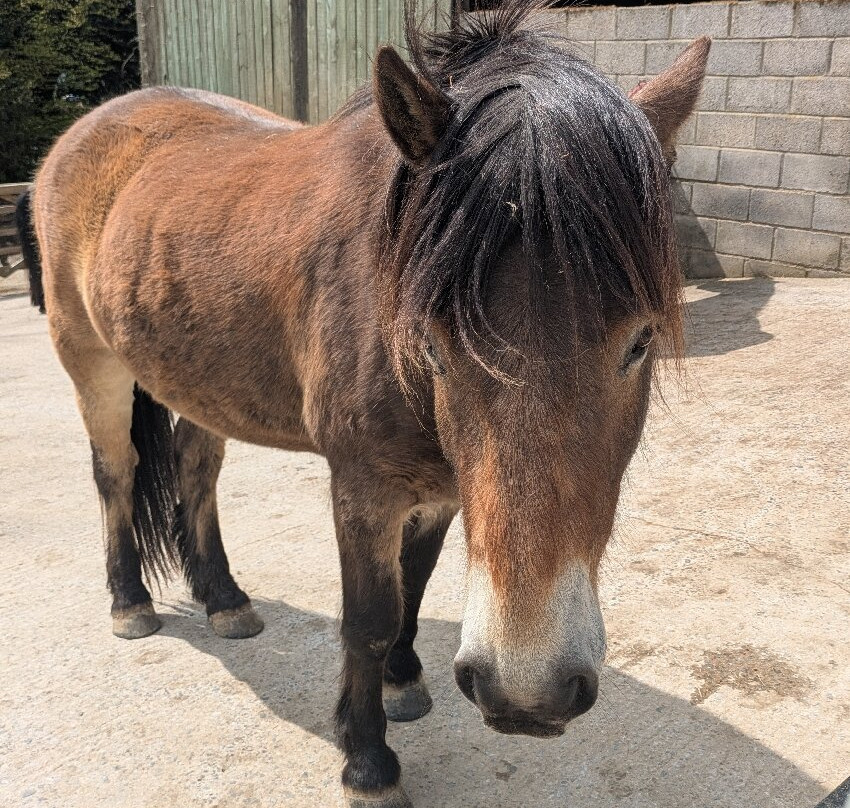 Exmoor Pony Centre-Dulverton必去景点