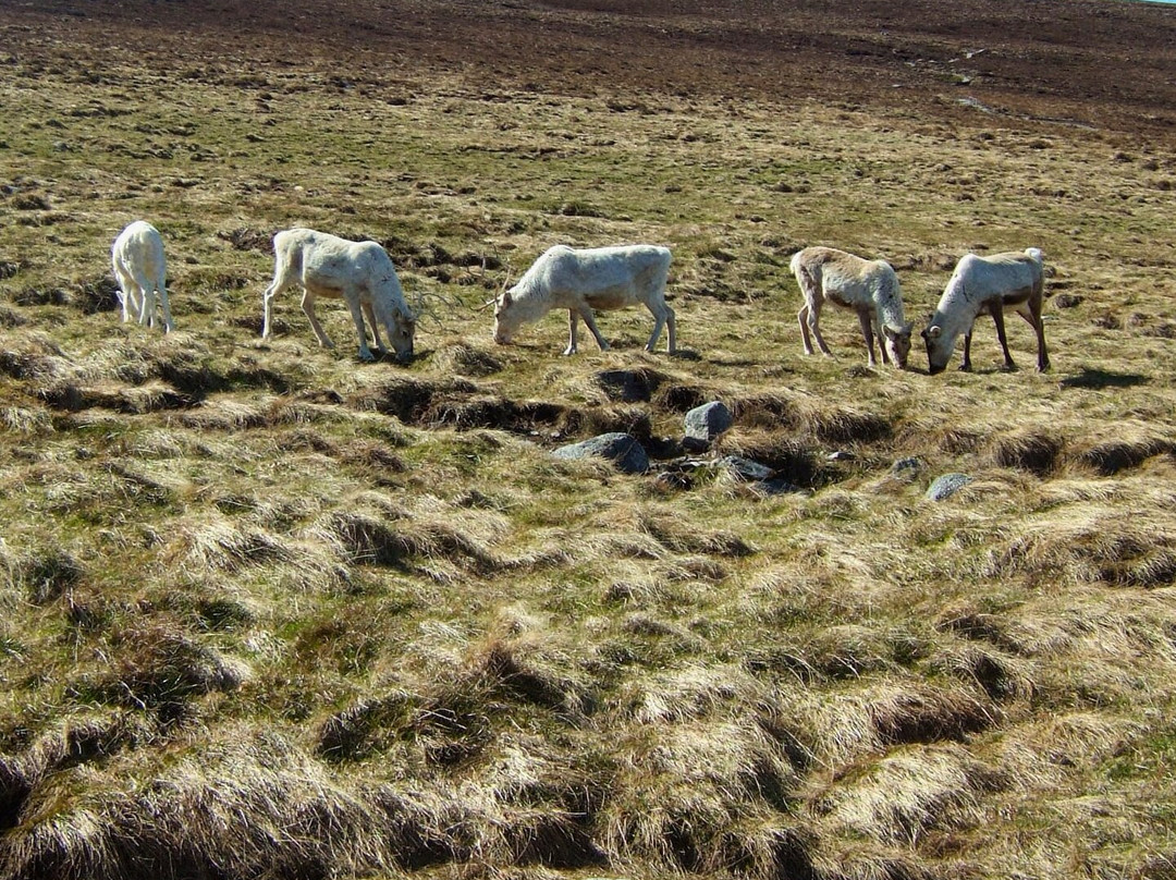 Cairngorm Reindeer Herd-Glenmore必去景点