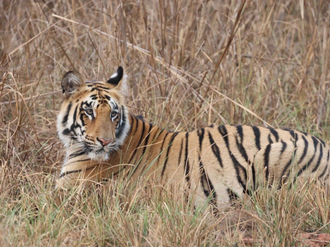 Tiger Journey-Tala必去景点