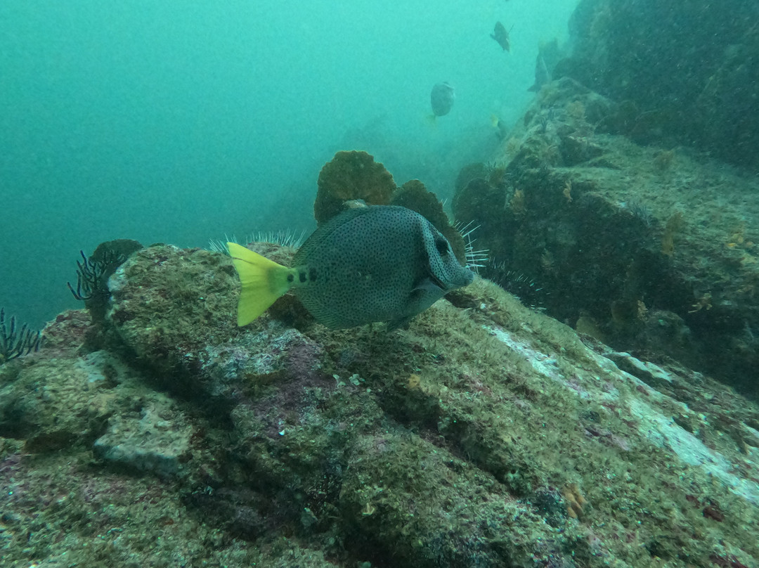 Dressel Divers Puerto Vallarta-蓬塔米塔必去景点