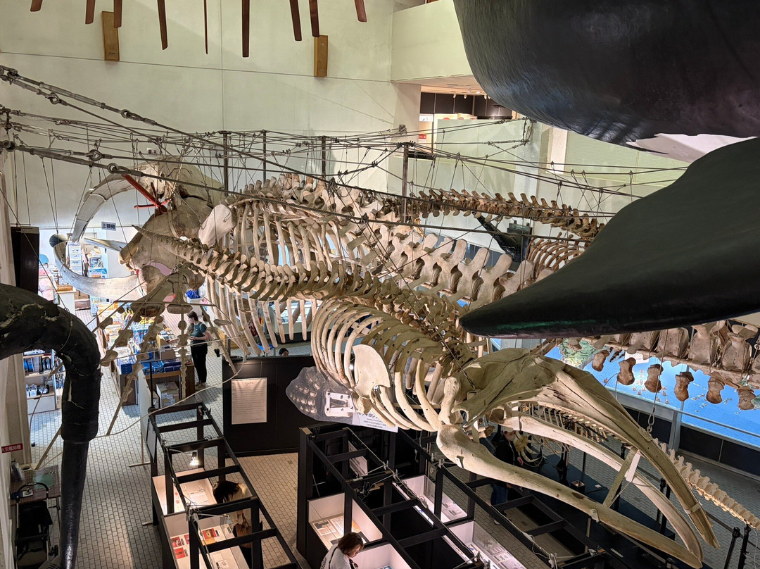 Taiji Whale Museum-太地町必去景点