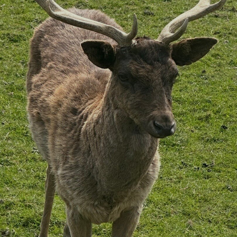 British Wildlife Centre-Lingfield必去景点