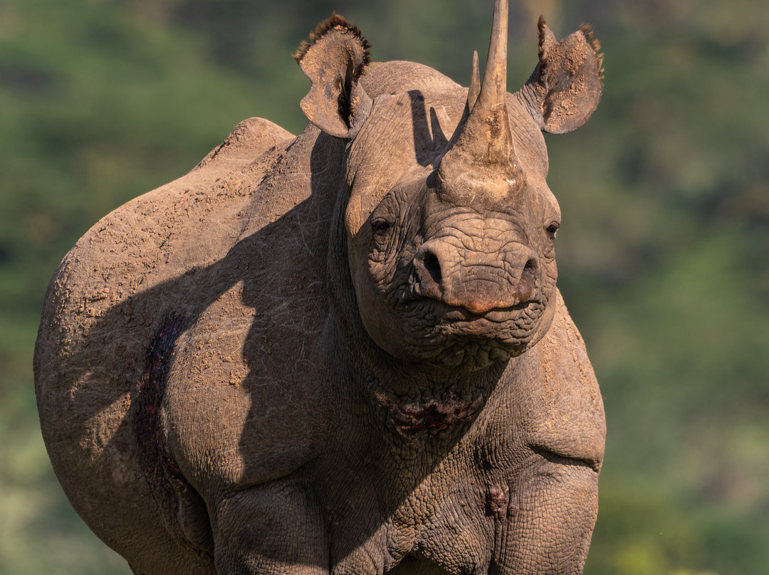 Solio Game Reserve-涅里必去景点