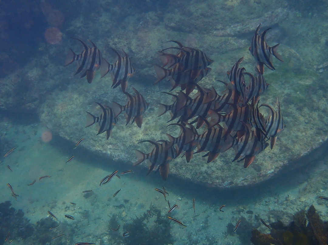 Dive Centre Manly-曼利议会必去景点