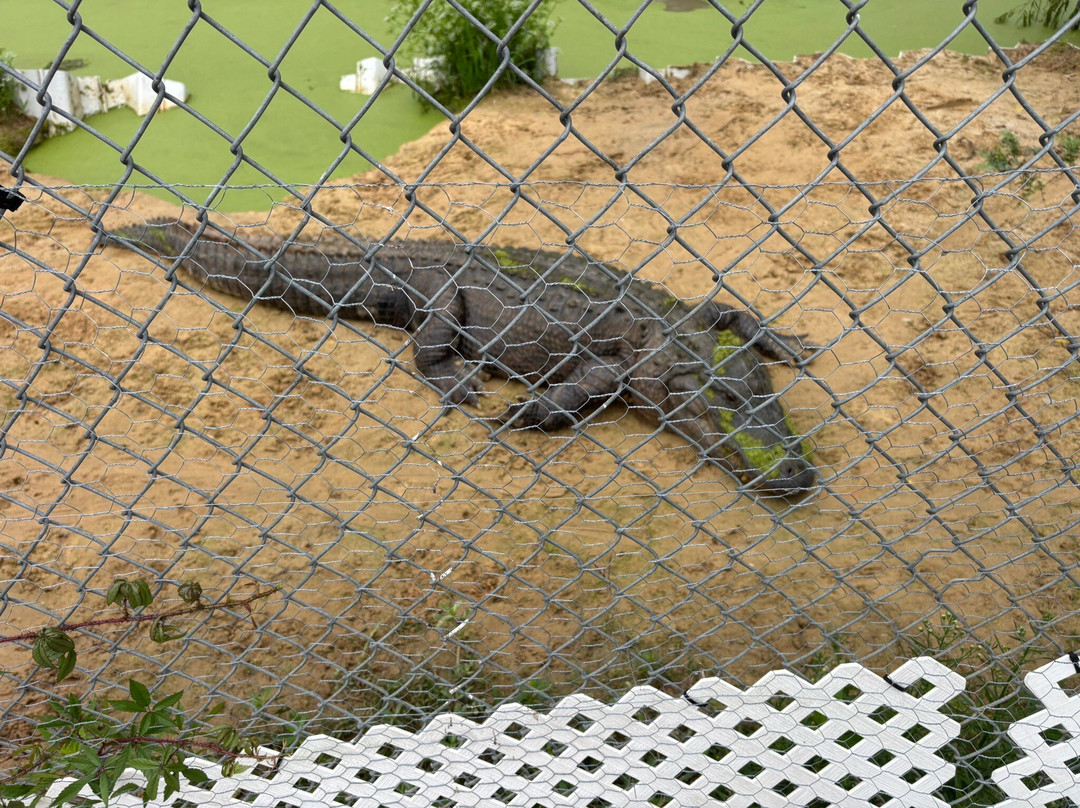 Gulf Coast Gator Ranch & Airboat Swamp Tours-莫斯波因特必去景点