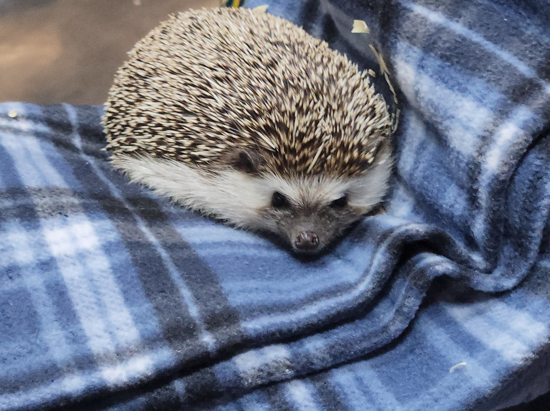 Andalusia Animal Adventures-Andalusia必去景点