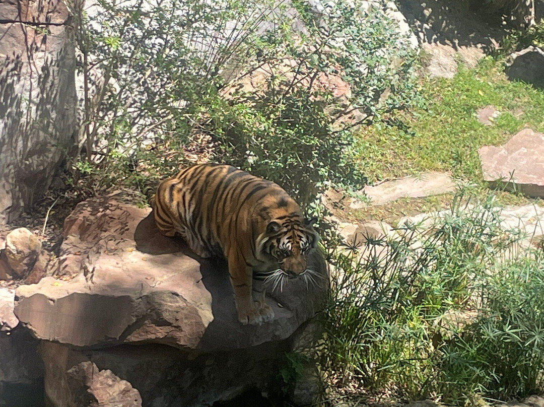 Bioparc Fuengirola-福恩吉罗拉必去景点
