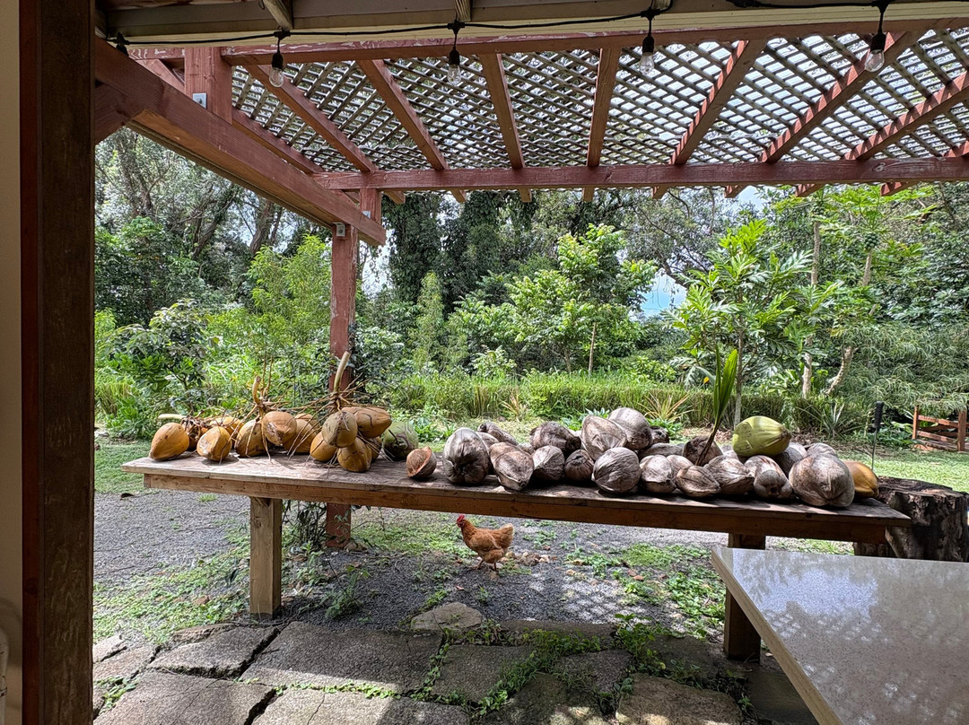 Coconut Information Farm & Cooking School-海库必去景点