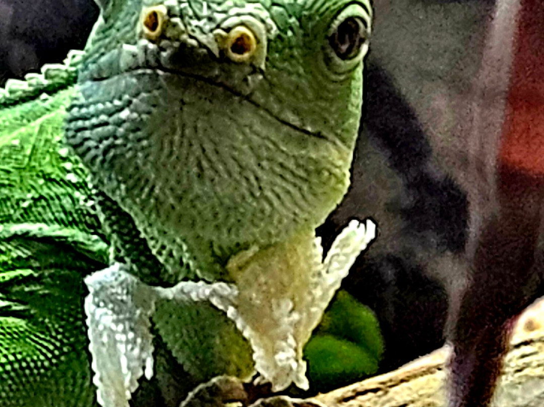 Crocodiles of the World-Brize Norton必去景点