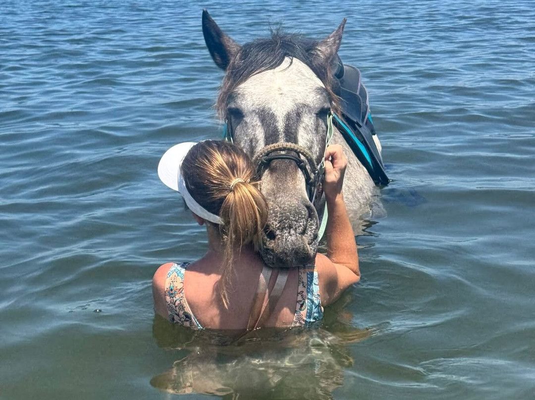 Florida Beach Horses-布雷登顿必去景点
