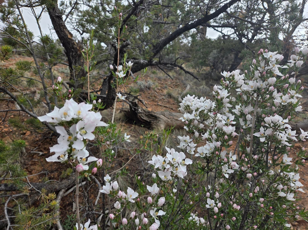 Navajo National Monument-Shonto必去景点