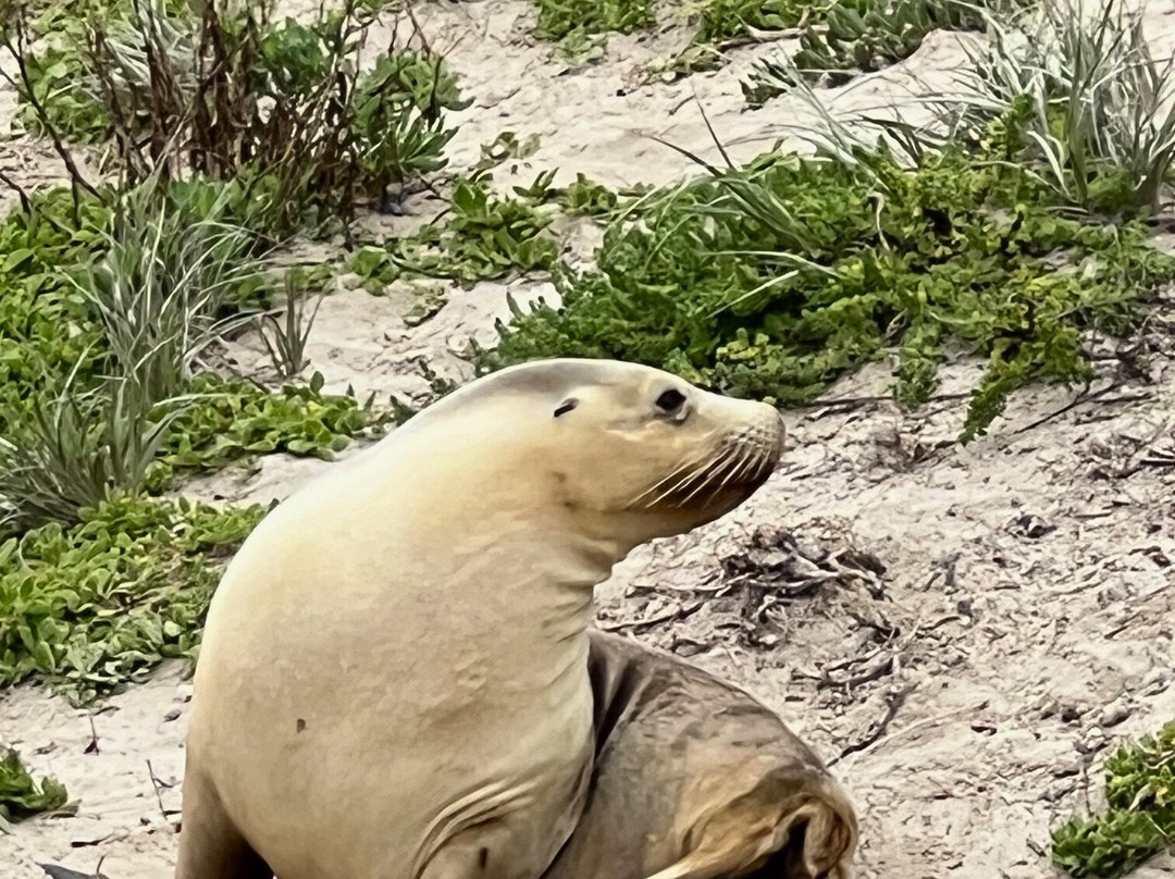 Seal Bay Conservation Park-Seal Bay必去景点