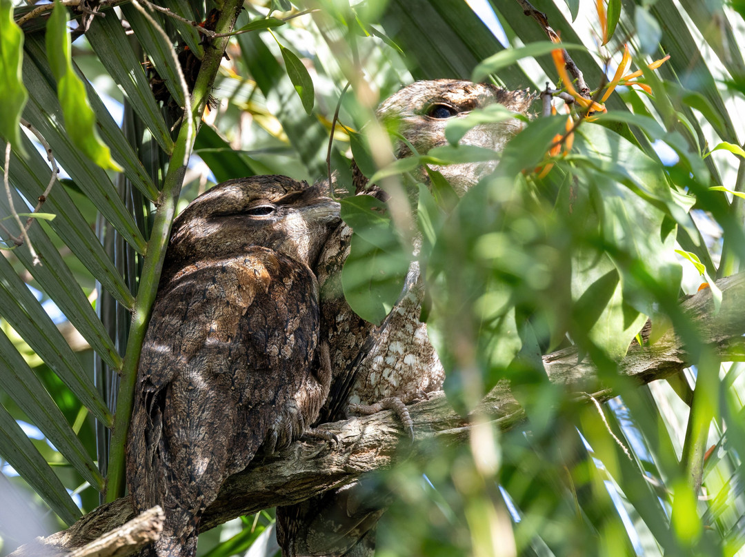 Birdwatching Tropical Australia-Mossman必去景点