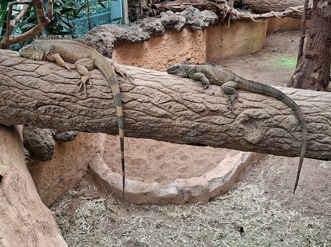 Zoo Antwerpen (dierentuin)-安特卫普必去景点