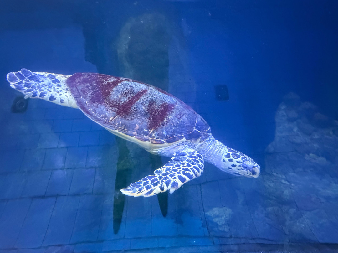 Hurghada Grand Aquarium-赫尔格达必去景点