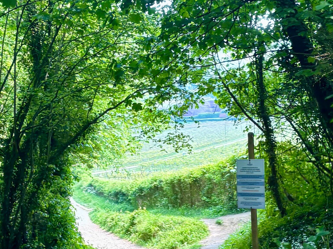 Denbies Wine Estate Ltd-多肯必去景点
