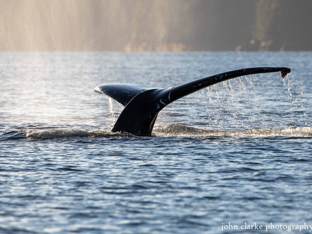 Vancouver Island Photo Tours-Port McNeill必去景点